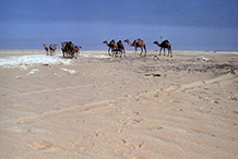 Saudi Desert.  1975                    (Press 'Esc' to return to the gallery.)